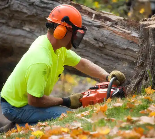 tree services Bertrand